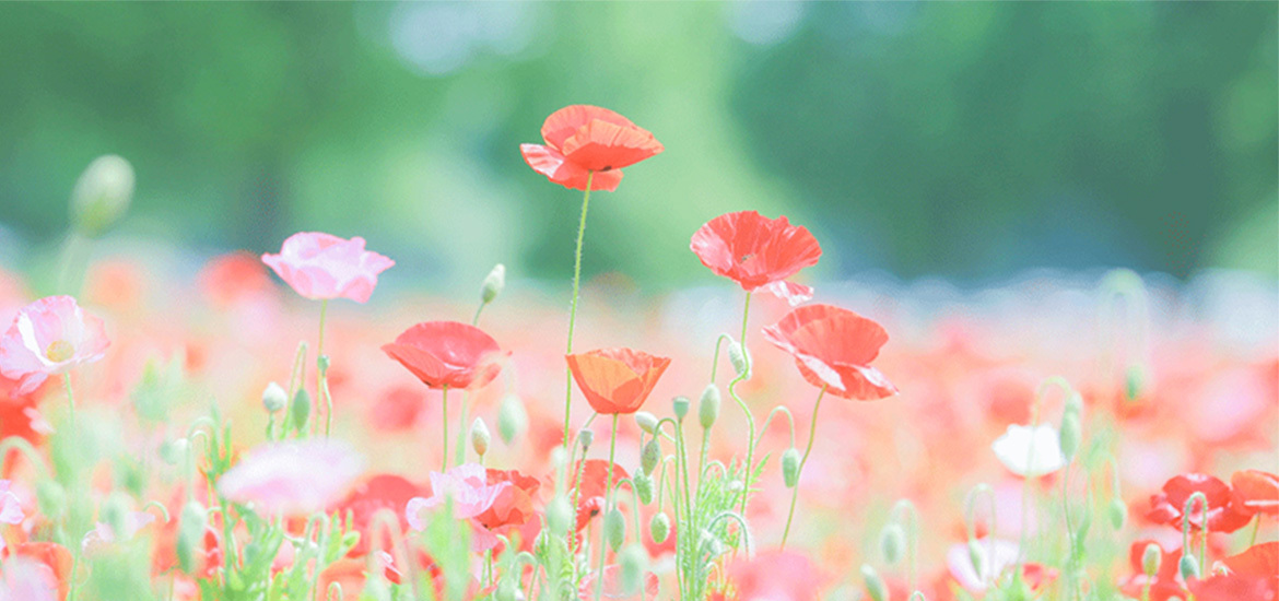 瀬戸市菱野町 歯科